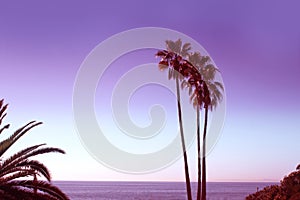 Monochrome ultraviolet toned palms of Laguna beach in Los Angeles