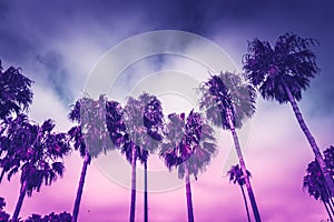 Monochrome ultraviolet toned palms of Venice beach