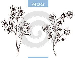 Monochrome vector hand drawn wildflowers on white background