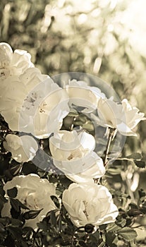 Monochrome vertical retro image with blooming white rose bush with beautiful flowers on blur background with copy space