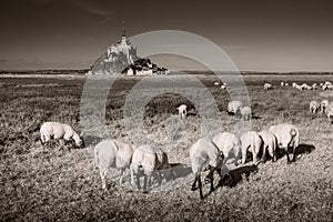 Mont Saint-Michel tidal island with sheep grazing on fields in monochrome