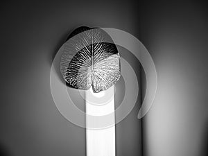 Monochrome wall decoration with beam of light