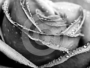 Monochrome wet rose