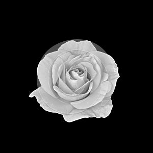 Monochrome white rose blossom with rain drops macro on black background