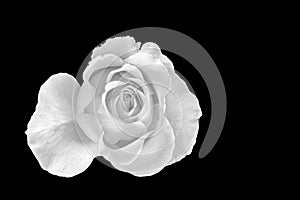 Monochrome white rose blossom with rain drops macro on black background