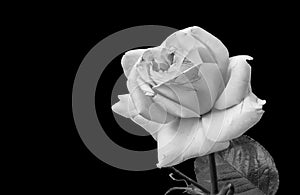 Monochrome white veined vintage rose blossom on black background