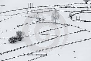 Monochrome Winter Rural Landscape With A Broken Line Of Wooden Fences, Haystacks, Trees And Flying Crows. Carpathian Mountains, Th