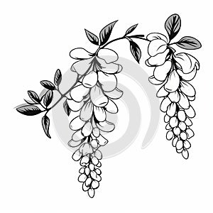 Monochrome Wisteria Branch Drawing: Graphical And Delicate Floral Art