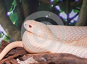 Monocled cobra (Naja Kaouthia) photo