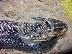 The monocled cobra (Naja kaouthia), also called monocellate cobra, is a cobra species widespread across South and Southeast Asia. photo