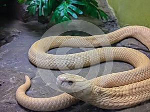 The monocled cobra (Naja kaouthia), also called monocellate cobra, is a cobra species widespread across South and Southeast Asia. photo