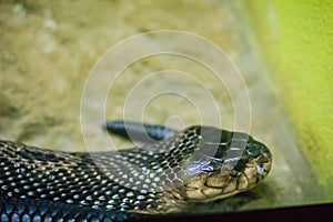 The monocled cobra (Naja kaouthia), also called monocellate cobra, is a cobra species widespread across South and Southeast Asia.