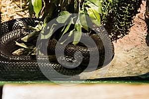 Monocled cobra snake in the jungle photo