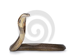 Monocled cobra snake on white photo