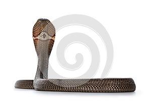 Monocled cobra snake on white photo