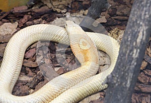 Monoclied cobra snake.