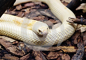 Monoclied cobra snake.