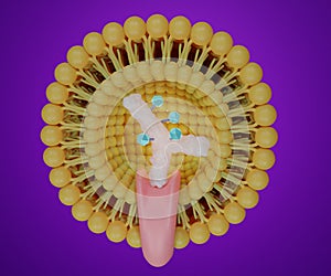 Monoclonal antibodies (mAbs) with endosome the cytotoxic inside of liposome