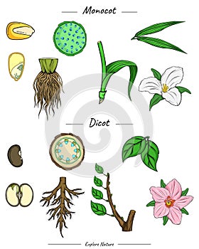 Monocot and dicot comparisons set