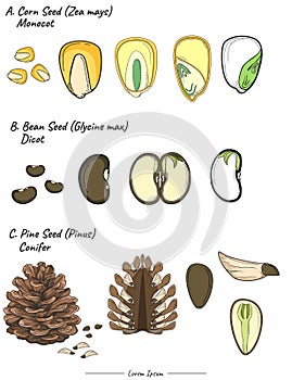 Monocot, dicot and conifer seed set illustration