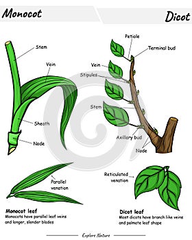 Monocot and dicot leaf stem