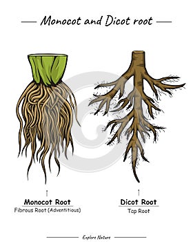 Monocot and dicot root tap root and fibrous root