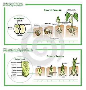Monocot and dicot vector illustration