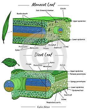 Monocot leaf and dicot leaf structure