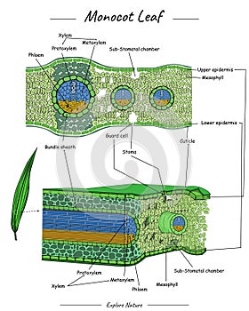Monocot leaf structure or anatomy