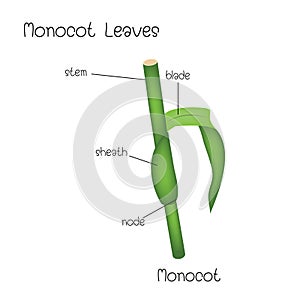 Monocot Leaves diagram