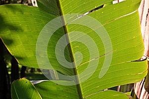 Monocot plant leaf texture