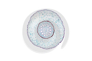 Monocot root cross section slide view under microscope for botany education