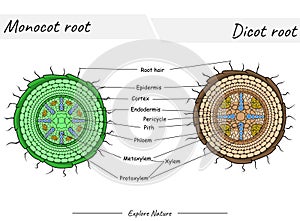 Monocot root and dicot root