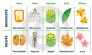 Monocots and dicots vector illustration. Labeled comparison division scheme