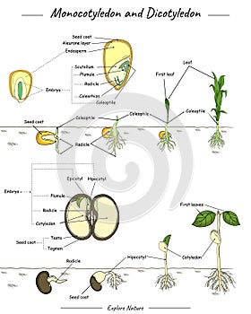 Monocotyledon and dicotyledon corn and bean seed