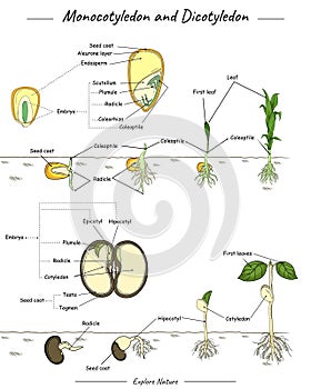 Monocotyledon and dicotyledon corn and bean seed photo
