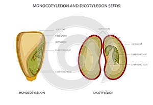 Monocotyledon and dicotyledon seeds, monocots having one seed leaf and dicots having two leaf photo