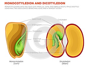 Monocotyledon vs. Dicotyledon Key Differences in Seed Leaves, Veins, and Root Systems photo