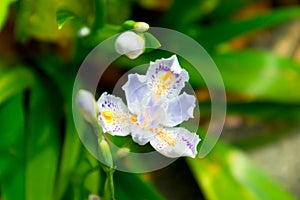 Iris flower-Perennial herb