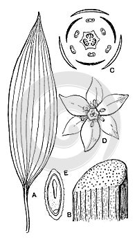 Monocotyledonous Morphology vintage illustration