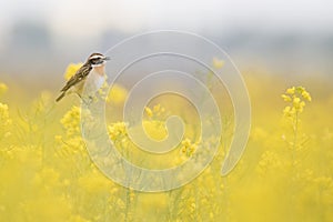 Monoculture of Brassica napus. Blue difusse backgrund. Wildlife scene from nature. Whinchat Saxicola rubetra.
