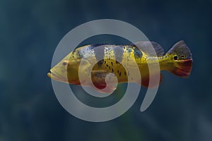 Monoculus Peacock Bass - Freshwater Fish photo