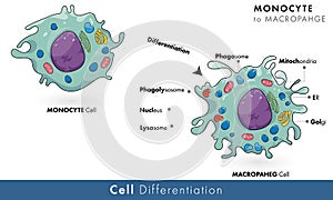 Monocyte cell to macrophage cell differentiation photo