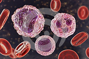 Monocyte, lymphocyte and neutrophil surrounded by red blood cells