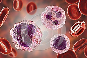 Monocyte, lymphocyte and neutrophil surrounded by red blood cells photo