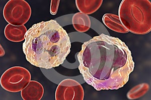 Monocyte and neutrophil surrounded by red blood cells