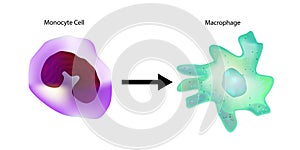Monocyte to Macrophage. Circulating Monocyte Cell. photo
