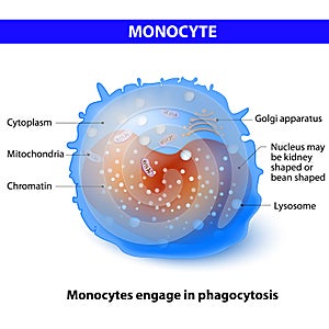 Monocyte photo