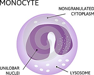 Monocytes, type of leukocyte, white blood cell photo
