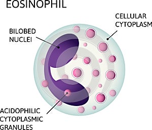 Monocytes, variety of white blood cells. Consist of Acidophilic cytoplasmic granules, Cellular cytoplasm, Bilobed nuclei